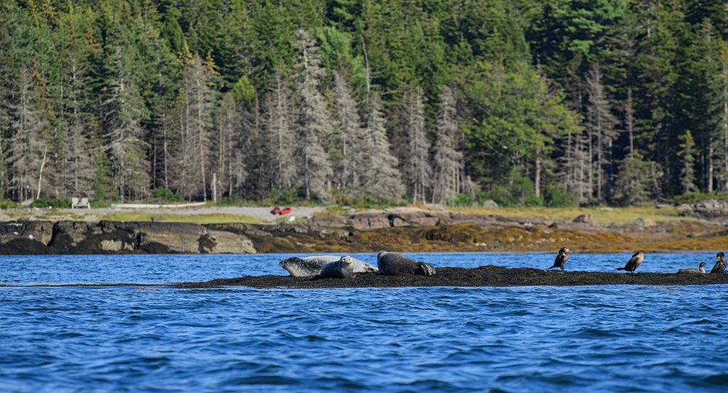 Seals resting on a ledge in coastal Maine waters.
