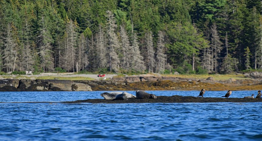 Seals resting on a ledge in coastal Maine waters.